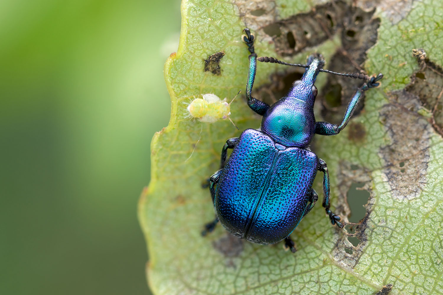 Byctiscus betulae var. violaceus